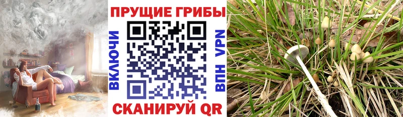 Галлюциногенные грибы Cubensis  где купить   Палласовка 